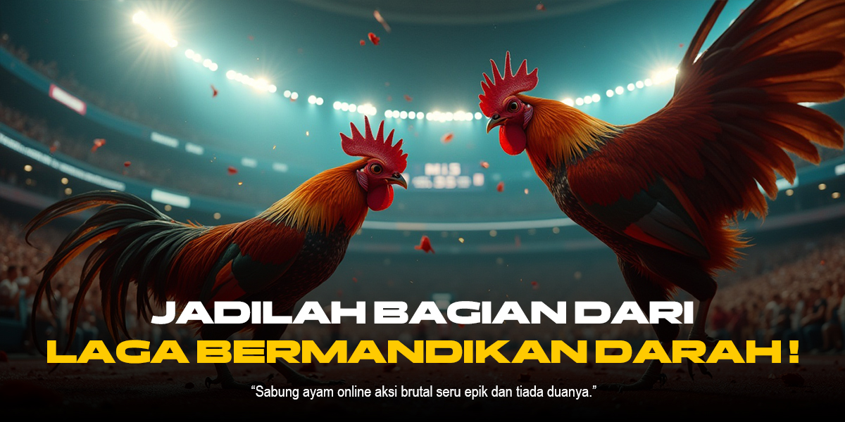 Bongkar Rahasia Ayam Bangkok: Raja Sabung Ayam di SV388